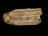 藏品(牛上牙)的圖片